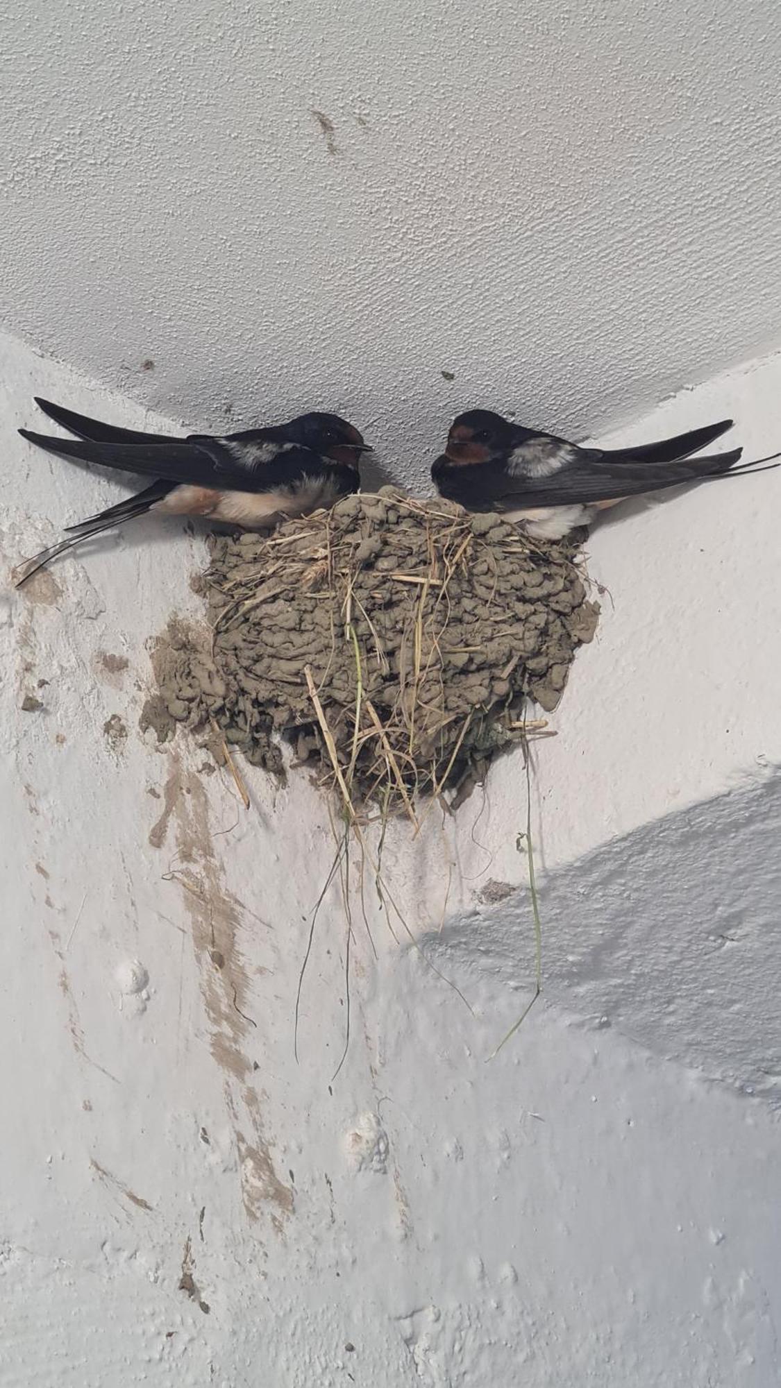 Dei Cozy Apartment Shkodra Kültér fotó
